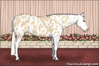 Horse Color:Palomino Dun Sabino Tobiano Appaloosa 
