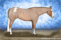 Horse Color:Red Roan Splash Appaloosa 