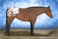 Horse Color:Bay Roan Blanket Rabicano 