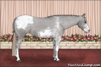Horse Color:Smoky Black Sabino Snowcap 