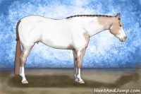 Horse Color:Amber Champagne Frame Appaloosa