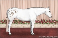 Horse Color:Brown Dun Appaloosa 