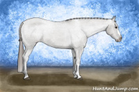 Horse Color:Grullo Appaloosa Rabicano