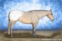 Horse Color:Buckskin Snowcap 