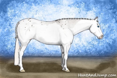 Horse Color: Silver Black Splash Blanket 
