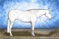 Horse Color:Silver Black Splash Appaloosa 
