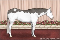 Horse Color:Smoky Black Splash Appaloosa 