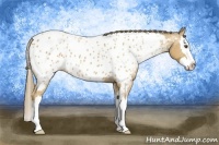 Horse Color:Buckskin Roan Splash Near Leopard 