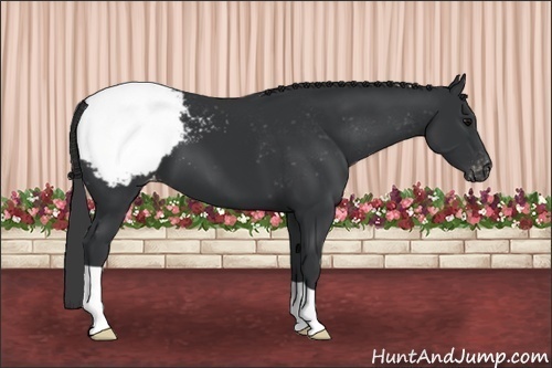 Horse Color: Black Snowcap 
