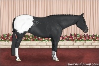 Horse Color:Black Snowcap 