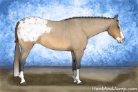 Horse Color:Buckskin Roan Splash Appaloosa 