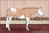 Horse Color:Silver Bay Splash Snowcap 