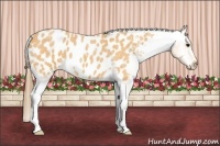 Horse Color:Buckskin Roan Appaloosa 