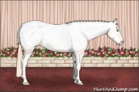 Horse Color:Buckskin Pearl Snowcap 