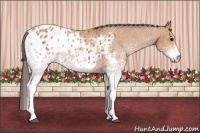 Horse Color:White Spotted Bay Blanket Rabicano 