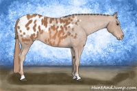 Horse Color:Chestnut Appaloosa