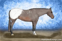 Horse Color:Brown Appaloosa 