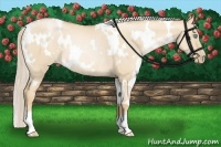 Horse Color:White Spotted Palomino Pearl Dun Rabicano