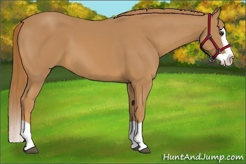 Horse Color:Chestnut Splash 