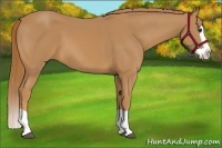 Horse Color:Chestnut Splash 