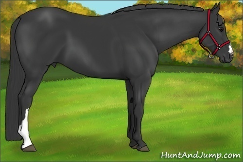 Horse Color:Black 