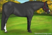 Horse Color:Black 