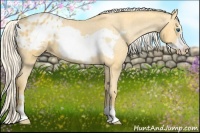 Horse Color:Palomino Frame Appaloosa 