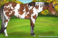 Horse Color:White Spotted Bay 