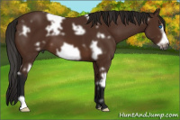 Horse Color:Gray White Spotted Bay Frame 