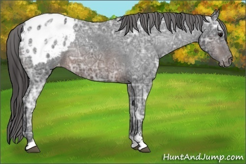 Horse Color:Brown Ice Sabino Blanket