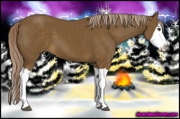 Horse Color:Chocolate Palomino Splash 