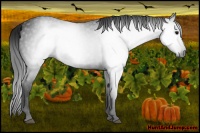 Horse Color:Gray Black 