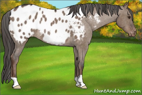 Horse Color: Liver Red Dun Roan Blanket Rabicano 