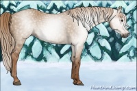 Horse Color:Gray Red Dun 
