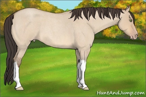 Horse Color: Amber Champagne Roan Dun 