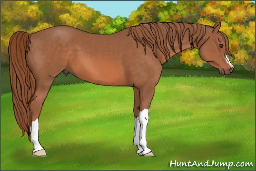 Horse Color: Liver Chestnut 
