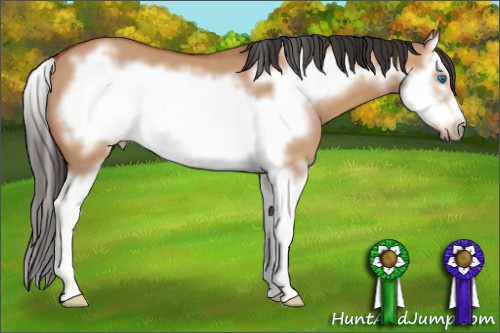 Horse Color: Bay Dun Sabino Splash Frame 
