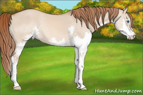 Horse Color: Liver Red Dun Splash 