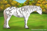 Horse Color:Grullo Splash Appaloosa Rabicano 