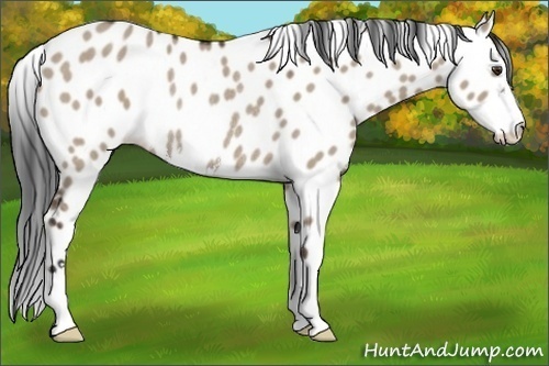 Horse Color: Liver Red Dun Sabino Leopard Rabicano 