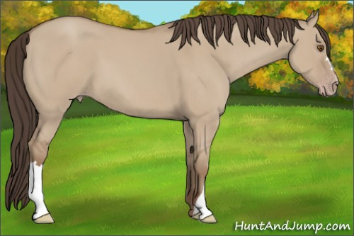 Horse Color: Sable Champagne Dun 