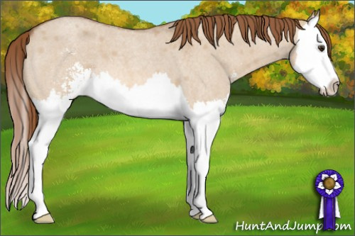 Horse Color: Red Dun Roan Sabino Splash 