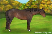Horse Color:Liver Chestnut Rabicano 