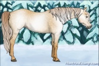 Horse Color:Gray Palomino Dun 