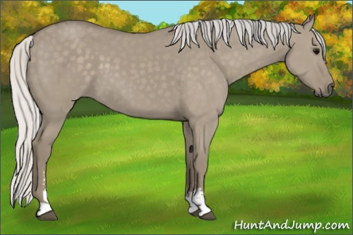 Horse Color: Silver Smoky Grullo Sabino 