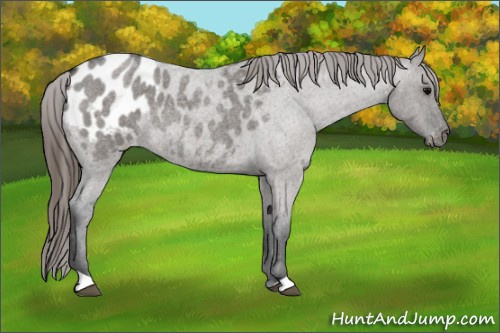 Horse Color: Brown Roan Dun Blanket Rabicano 