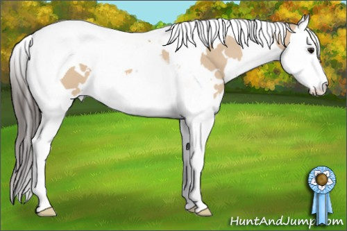 Horse Color: White Spotted Bay Dun Splash Tobiano 