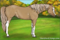 Horse Color:White Spotted Chocolate Palomino Dun 