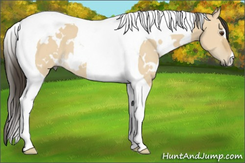 Horse Color: White Spotted Buckskin Dun Tobiano 