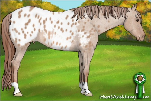 Horse Color: Liver Red Dun Roan Blanket 